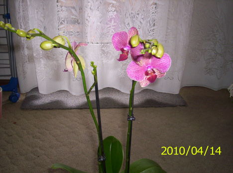 Új orchideám 2