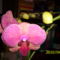 Új orchideám 3