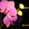 Új orchideám 4