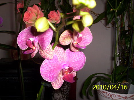 Új orchideám 5