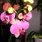 Új orchideám 5
