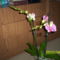 Új orchideám 6