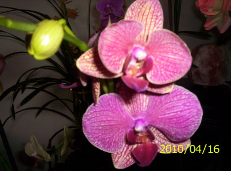 Új orchideám 7