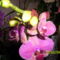 Új orchideám 8