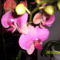 Új orchideám 9