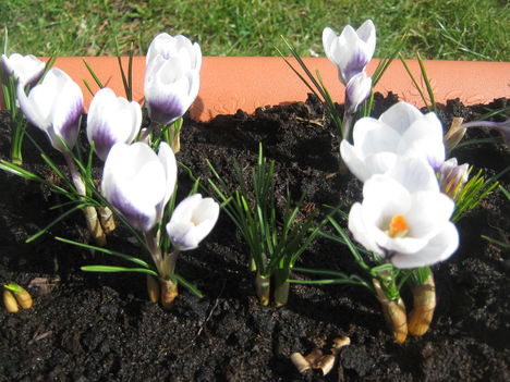 crocusok ma 002