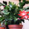Karácsonyi kaktusz