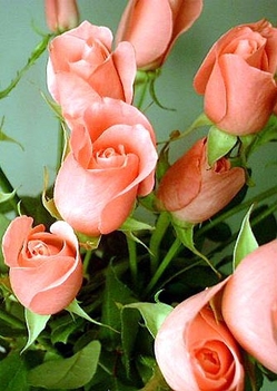 rózsaszin rózsacsok