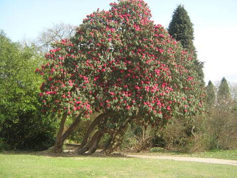 seta a tilgate parkban Nday 018