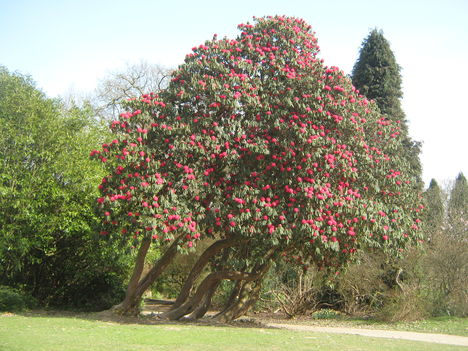 seta a tilgate parkban Nday 019