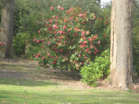 seta a tilgate parkban Nday 026
