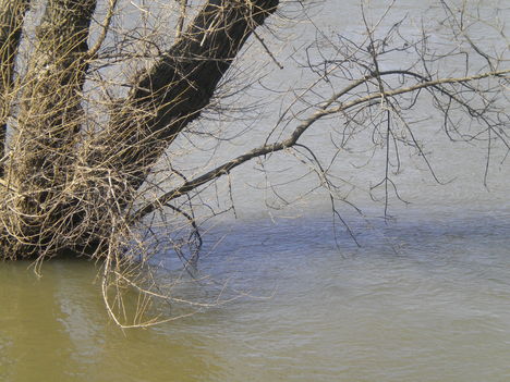 Tisza 4