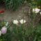 fehér tulipán variációk