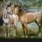 festményeim 26 szerelmes lovak másolat