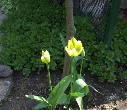 sárga-zöld tulipán