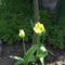 sárga-zöld tulipán