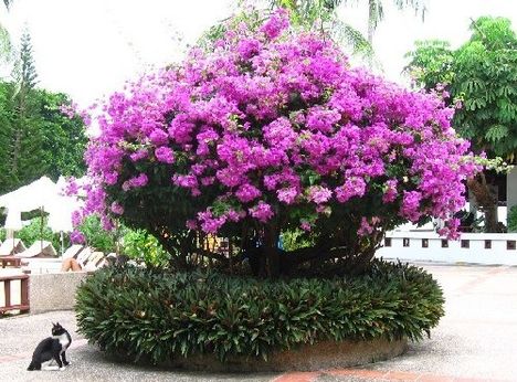 cat_thailand_phi phi_bougainvillea_1-1