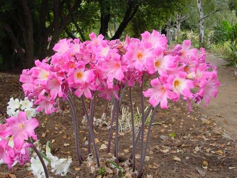 Crinum-pink1