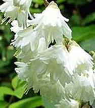 deutzia_scabra