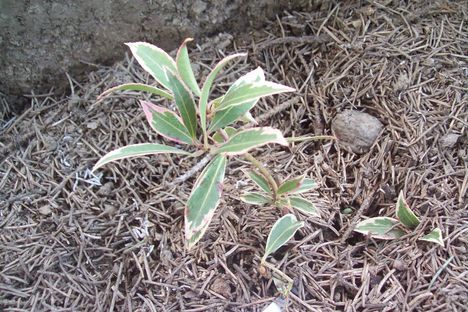 pieris variegata