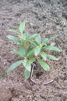 rododendron