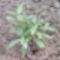 rododendron