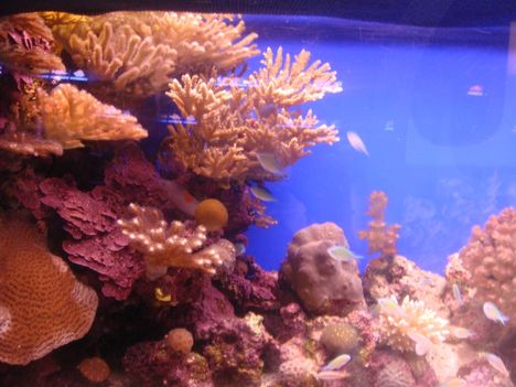 A korallok szineihez semmi nem hasonlítható