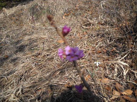 Kép 110,,vadboroszlán,,-orgona