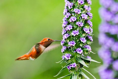 nektárt csipegető kollibri