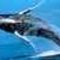 vízből kiugró hosszúszárnyú bálna