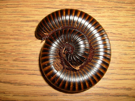 A. gigas