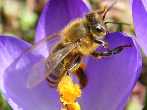 csodálatos méhecske