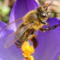 csodálatos méhecske