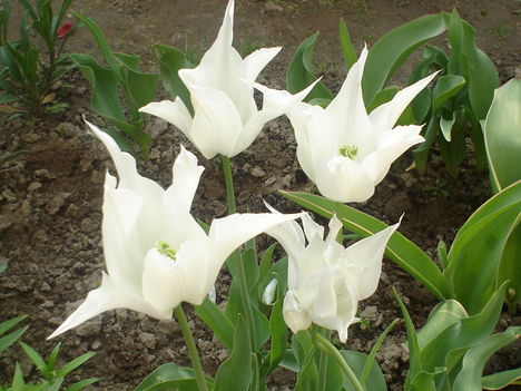 fehér tulipán