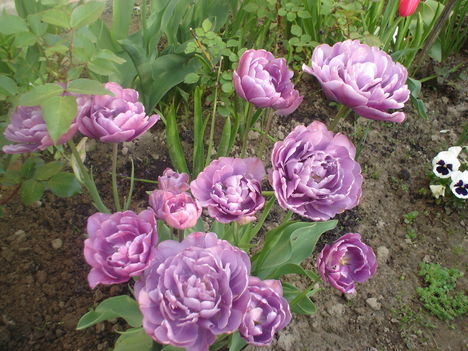 lila tulipán