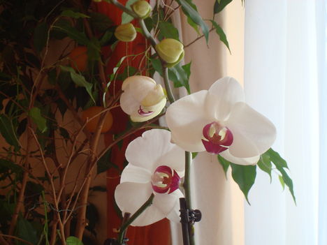 orchideák és kerti virágaim 1