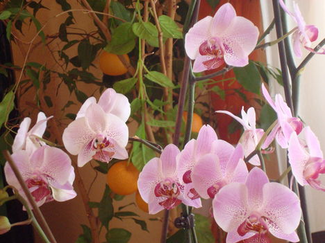 orchideák és kerti virágaim 2