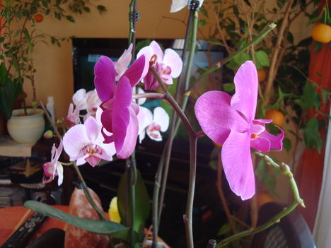orchideák és kerti virágaim 3