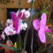 orchideák és kerti virágaim 3