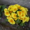 primula