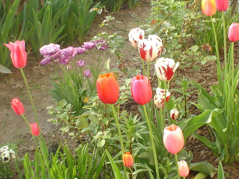 tulipánok