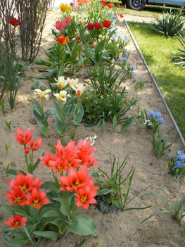 vegyes tavaszi virágok