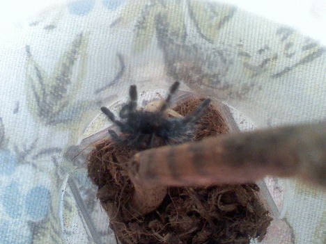 A. versicolor 1v