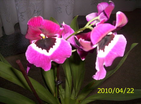Árvácska orchidea 10