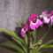 Árvácska orchidea 11