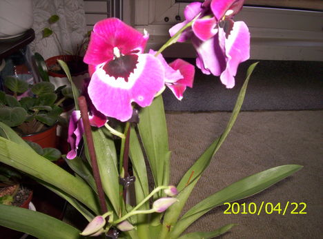 Árvácska orchidea 12