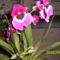 Árvácska orchidea 12