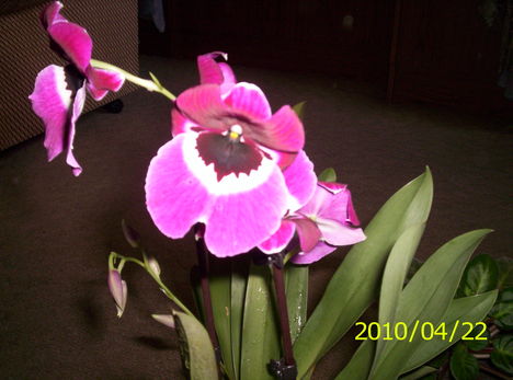 Árvácska orchidea 13