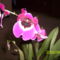 Árvácska orchidea 13