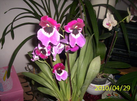 Árvácska orchidea 1